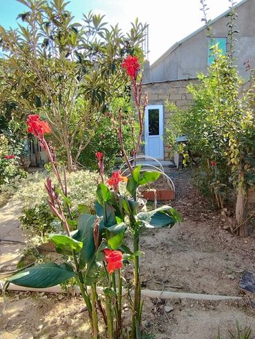 Uzunmüddətli kirayə mənzillər: Qobuda dörd otaqlı ev iki otaq bir kuxna hazır iki otaq təmirsiz qaz — 15