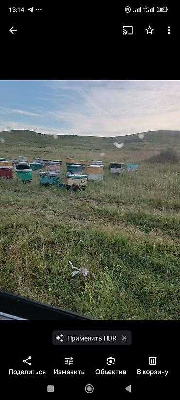 Другие животные: Продаётся пасека без пчёл 1.Улики( корпусники на 32 рамки, лежаки и — 2