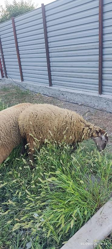 cücə və xoruz təmsil: 1 erkək və 2 dişi quzu satılır. razılaşma yolu ilə — 1