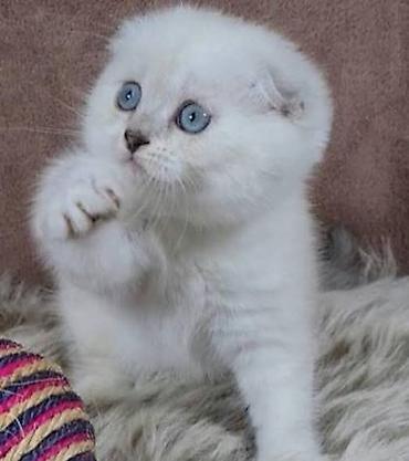 Кошки: Шотландская вислоухая — 10