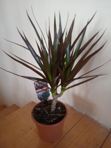 Palma: Drasena marginata/ Драцена маргината Неприхотливое комнатное растение