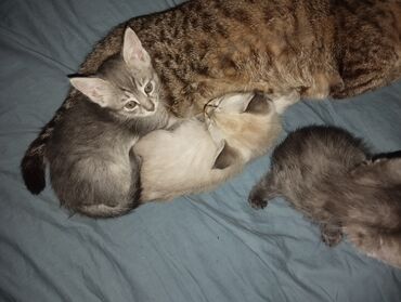Коты: Остались две светлые кошечки и серенькая кошечка и темненький котик