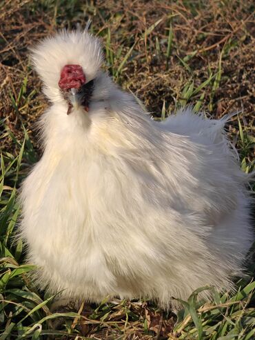 Куры, петухи: Продаю | Куры | Для разведения — 10