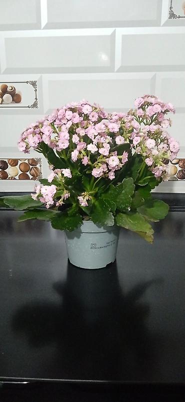 каланхоэ: Каланхоэ Каландива в горшке - Компактный куст с пышными соцветиями — 1