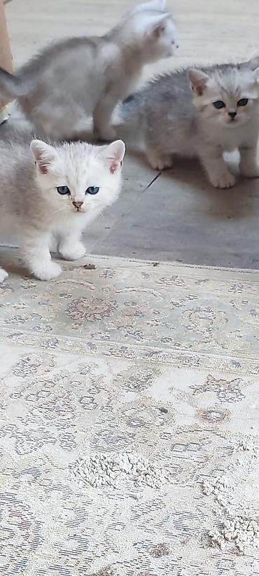 Pişiklər: Britan — 10