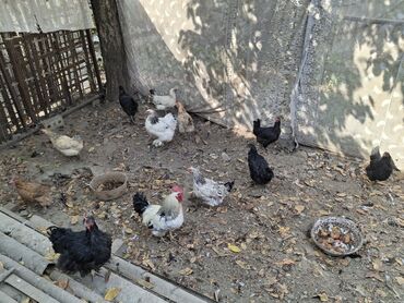 переноска животных: Продаются куры