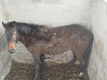 Лошади, кони: Продаю | Жеребенок | Для разведения — 9