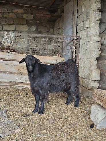balali keci: Salam arpa yonca yeyen heyvandı partdama kökdü real alıcılar zeng — 2