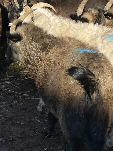 Козы, козлы: Продаю | Коза (самка), Козёл (самец), Козлёнок — 11