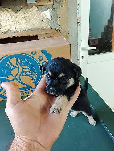 sir balasi: 1 ay, Dişi, Ünvandan götürmə, Ödənişli çatdırılma — 1