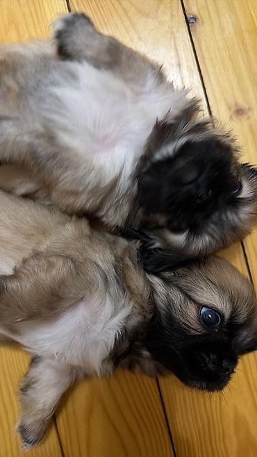 quru it yemi: Pekines, 1 ay, Erkək, Sənədli, Ödənişli çatdırılma — 8