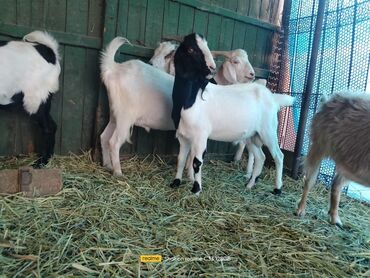 Козы, козлы: Продаю | Козёл (самец) | Зааненская | Для разведения | Племенные — 12