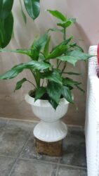 Buket güllər: Otaq bitkiləri