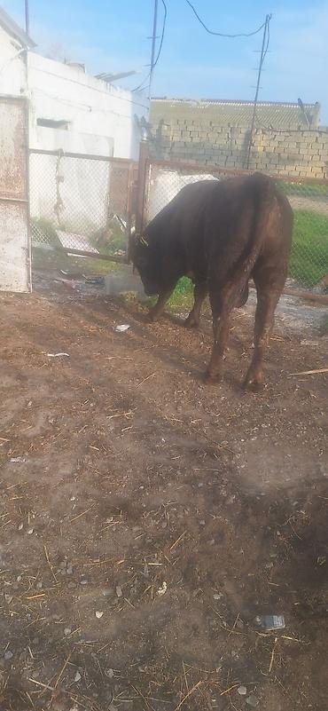 ev iti ucuz: 1ilin bordaqidi bakidi mal vacap 0553011600 super kok mallardi — 5