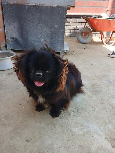 İtlər: Pekines -da lalafo.az — 5 İtlər: Pekines — 5