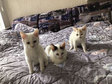 веслоухие котята: Пристраиваются котята бесплатно, спасенные с улицы! Вот-вот зима они at lalafo.kg веслоухие котята: Пристраиваются котята бесплатно, спасенные с улицы! Вот-вот зима они