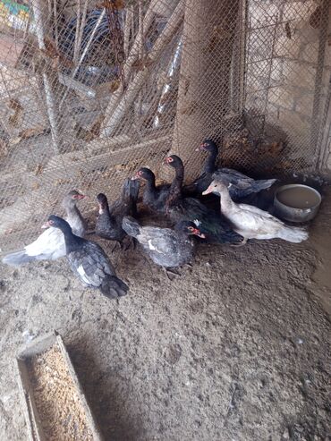 Ördəklər: Salam yerli və cins ördəklər satılır 20-70 manat arası ünvan Gəncə - — 9