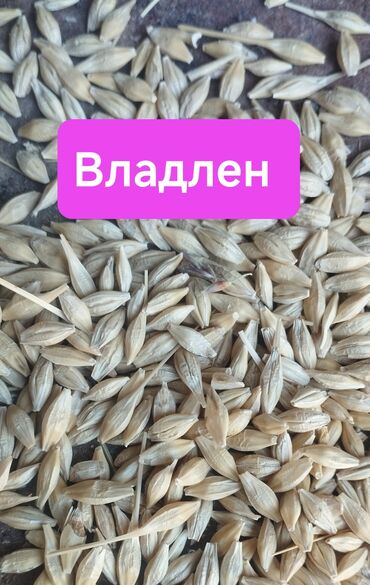 Корма для с/х животных: Ячмень сорт Владлен 1 репродукциия засухоустойчивы