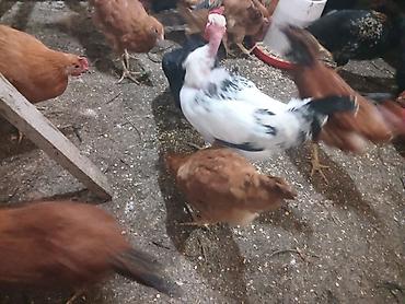yumurtaliq toyuq satisi: Toyuq, Yumurtalıq — 8