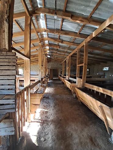 Продажа дач: Дача в Михайловка с фермерским бизнесом. 22 сотых до моря 15 минут — 5