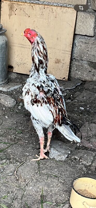 дом для кошек: Xoruz, il: 1