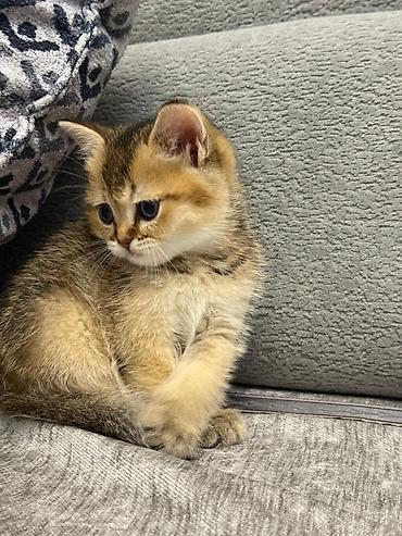 Pişiklər: Şinşilla, Erkək — 3