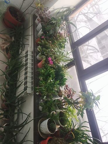 Другие комнатные растения: Продаю комнатные цветы герань, женское счастье, алое и ТД — 9