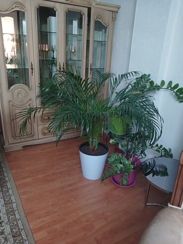 Комнатные растения: Продаю пальму