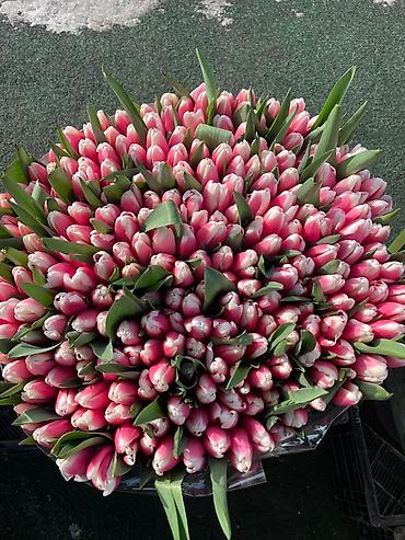 Букеты из живых цветов: Продаем тюльпаны отличного качества, высота и бутон крупный, высокие — 5