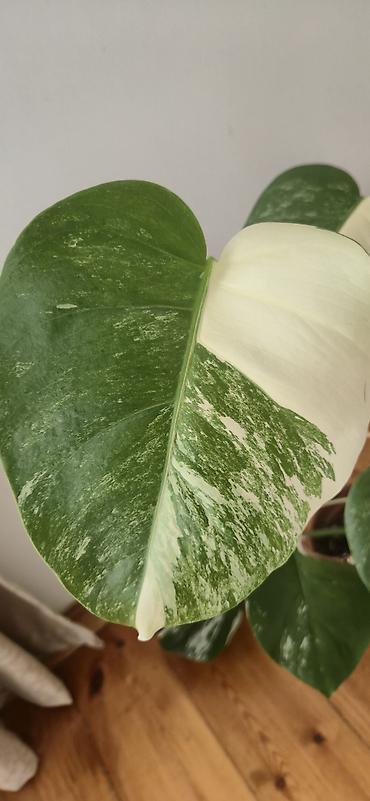 sumuk unu satışı: Monstera varegata. Bazar günü metro üstüne çatdırıla biler — 6