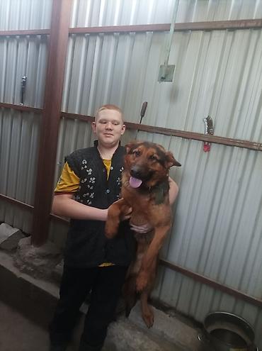 Продажа собак: Щенки немецкой овчарки 01.01.26 мальчик и девочка - Порода: немецкая — 1