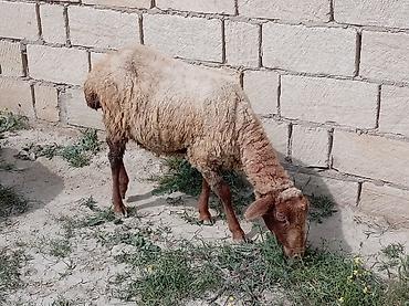 Qoyunlar, qoçlar: 2 dənə qoyun biri 160 manat — 8