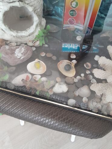 Akvariumlar: Hərşeyi var. qızdırıcı . filter . qraduz . və.s. hündürü 26sm. eni — 12