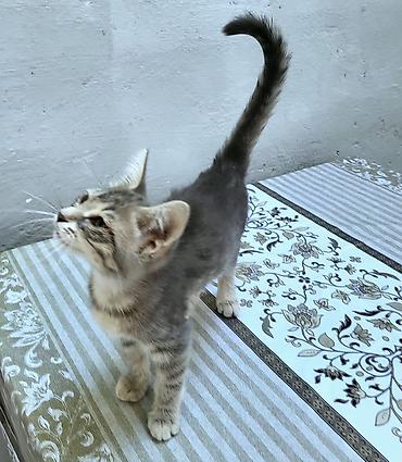 pișik: В самые добрые ручки. Котенок-девочка, возраст - 2,5 мес. Красивая — 3
