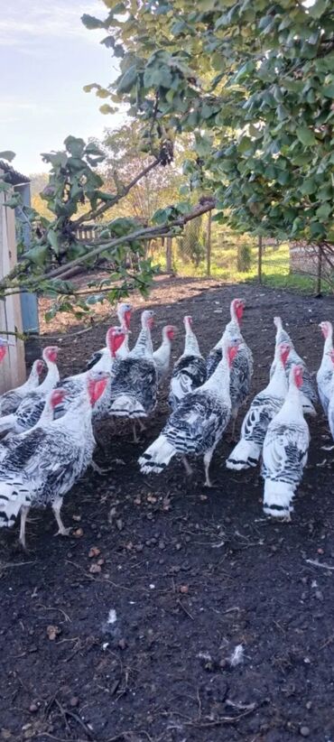 отдам котят в добрые руки: Yerli 4 aylıq çavan hindüskalar satılır coxu feredi tək tək satılmır