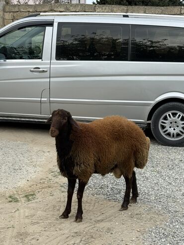 Qoyunlar, qoçlar: Erkək, Qala, il: 1, 65 kq, Damazlıq, Ünvandan götürmə — 8