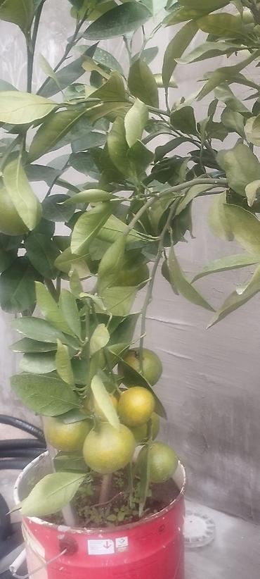 aci bibər: Saksıda ətirli limon ağacı (Citrus limon) – bol çiçəklidir. Məhsul — 8