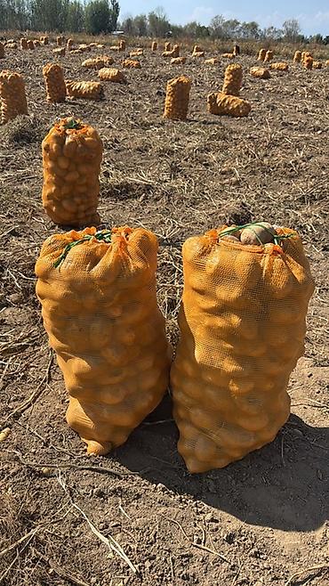 картошка рез: Картошка Джелли — 2