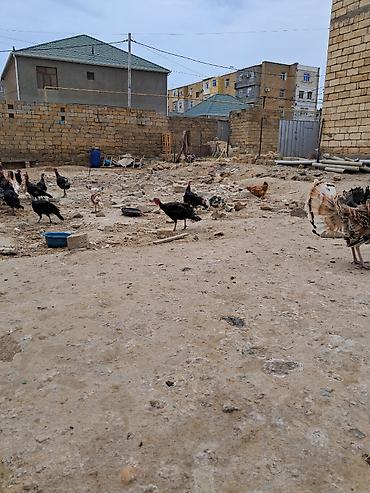 baxca: 2 sot, Tikinti, Kupça (Çıxarış) — 4