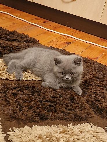 Pişiklər: Yaxşı əllərə — 9