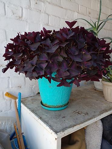 фикус шривериана: Оксалис фиолетовый (Oxalis triangularis), взрослое комнатное растение — 1