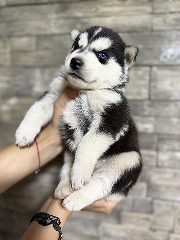 Продажа собак: Хаски, 1 месяц, Самка, С прививкой, С родословной — 7