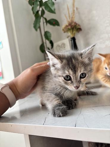 куда отдать собаку бишкек: 2 месяца, Мальчик — 2