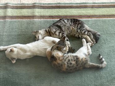 переноски для кошек: Кошка даром: Беспородная, 5 месяцев, Девочка