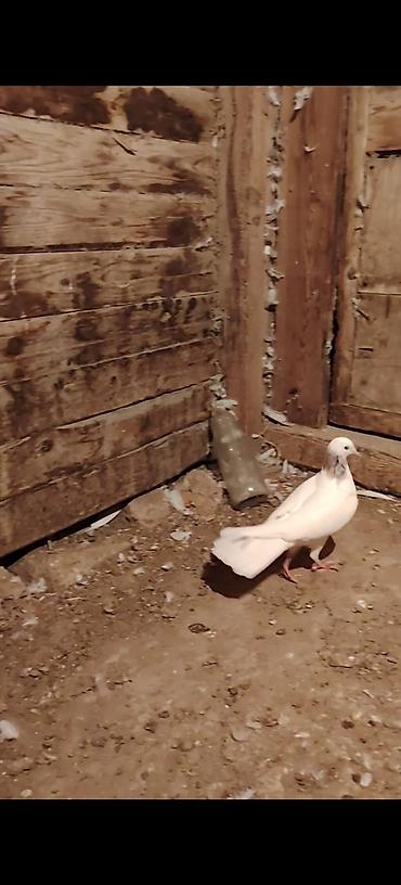 Голуби: Boynu xinali arxa dirnagi kesik 12 tuk erkek satilir yay tutulmasidi — 6