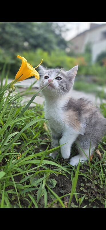 кошка с разными глазами: Кошка даром: Беспородная, 2 месяца, Девочка, Приучена к лотку, Проглистована
