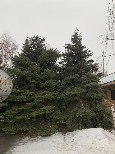 кел кел: В наличии 3х Ёлки 🌲 1х голубой Ел 2х тяньшанский Ел длина 4,5 метров — 4