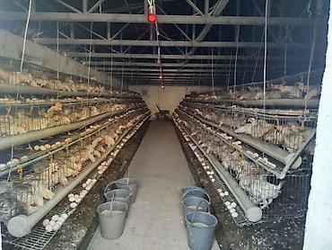 Продажа сельхоз предприятий: Птицеферма, 10 соток, Действующий, С оборудованием, Отопление, Холодная вода, Электричество — 15