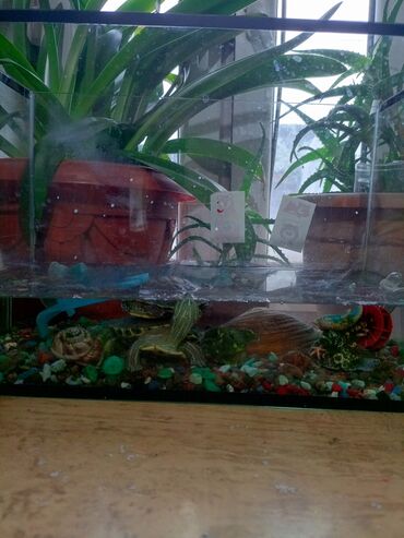 аквариум фильтр: Продаю красноухих черепах, 2 года. девочка и мальчик. вместе с