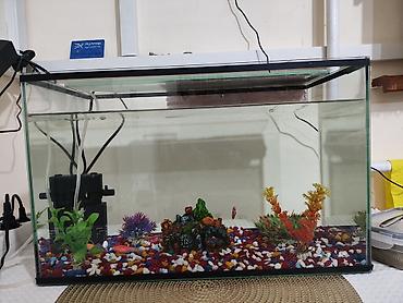 куплю аквариумных рыбок: Аквариумный комплект для домашнего мини‑водоёма - Прямоугольный — 2